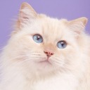 arbithefloof avatar