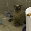 arbitraryawesomeness avatar