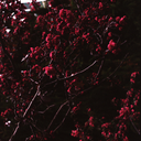 arbore-de-rosa avatar