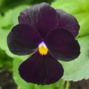 arboreadentata avatar