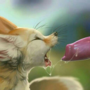 arcaine-wolf-fox avatar