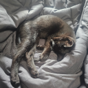 archangel2432 avatar