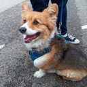 archerthecorgi avatar