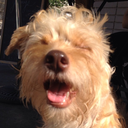 archiethehellhound avatar