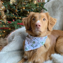 archiethepuppyboy avatar