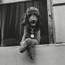 archival-canine avatar