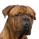 archived-dogs avatar