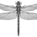 archivist-dragonfly avatar