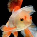 archivist-goldfish avatar