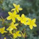 archivistmyrya avatar