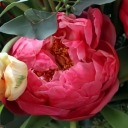 arcoirisdecolores avatar