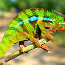 arctic-chameleonus avatar