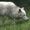 arctic-whatever avatar