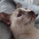 arctic-whisper avatar