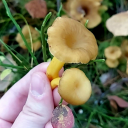 arcticannoyance avatar