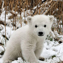 arcticdaydreamer-blog avatar