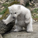 arcticfortune avatar