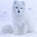 arcticfox4s avatar