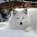 arcticfoxheart avatar