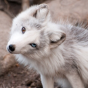 arcticfoxlyfe avatar