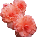 arcticmankeys avatar