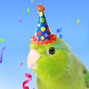 arcticnightmoon avatar