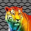 arcticrainbowtiger avatar