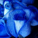 arcticrose8256 avatar