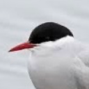 arctictern12 avatar