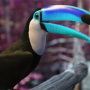 arctictoucan avatar