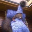 ardilla-ardillosa-en-accion avatar