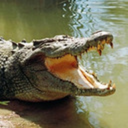 arealcrocodile avatar