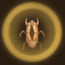 areallyneatcicadashell avatar