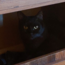 aredhelunbowed avatar