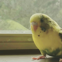 areebashahzadmalik-blog avatar