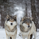 aretiredsstuff avatar