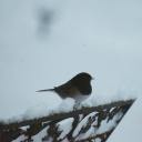 argenti-fortunae avatar