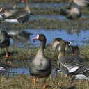 argeraakigeminuga-palun avatar