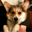 argythecorgiinstagrampics avatar