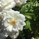 arianatorslyfe avatar