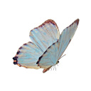 ariasbutterfly avatar