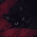 aridesireslove avatar