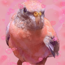 ariebird avatar