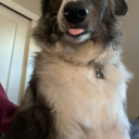 arielbronstein avatar