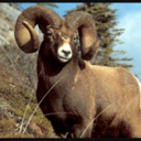 aries32701 avatar