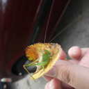 arilusentomologist avatar