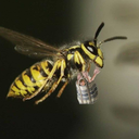 arm-gifting-wasp avatar