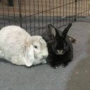 armadillotyrant avatar