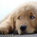 armageddontheasexual avatar