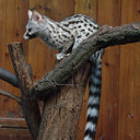 armanis-tomes avatar